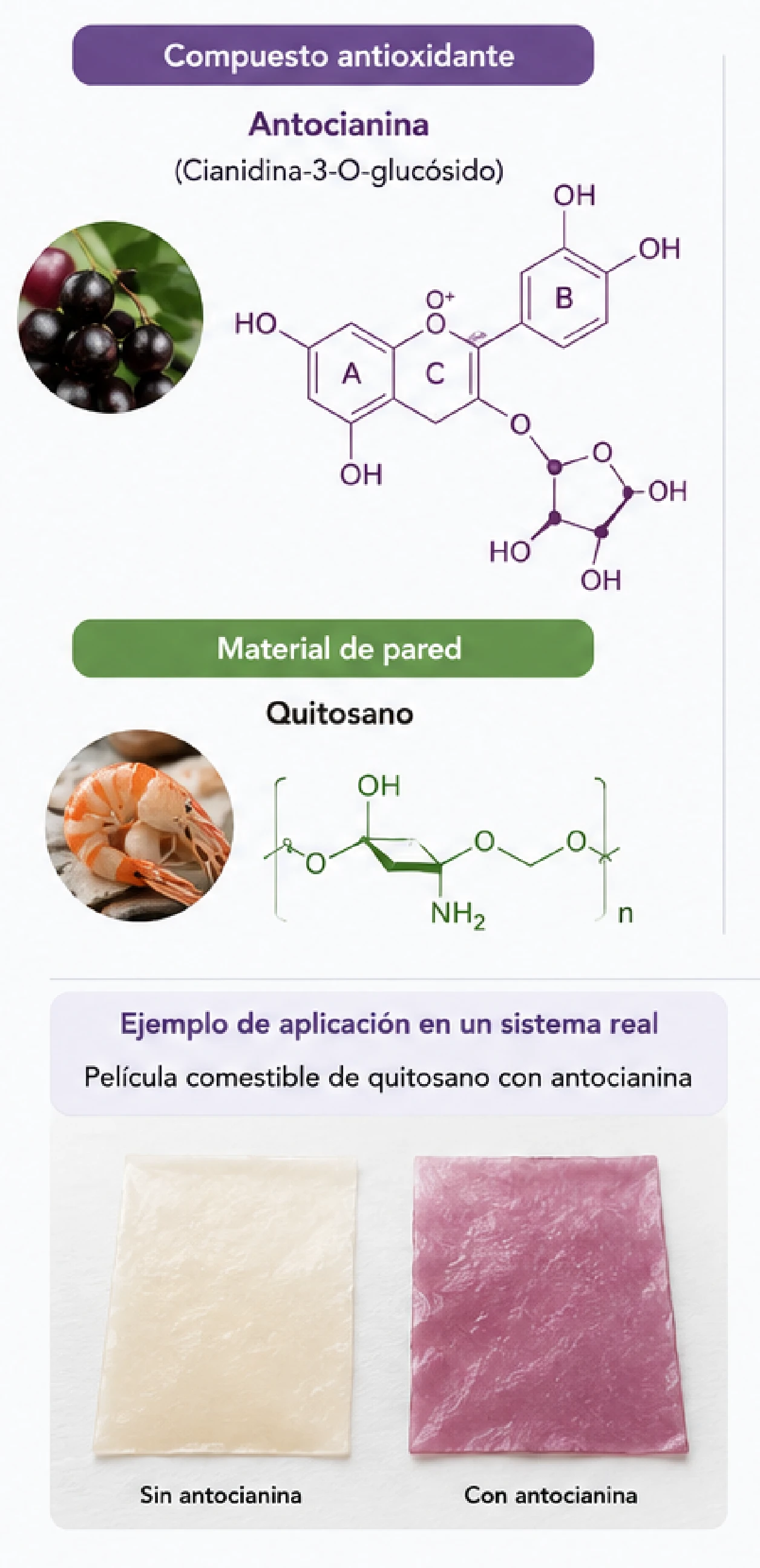 Caso real: antocianina (cianidina-3-O-glucósido) + quitosano — estructuras moleculares y película comestible resultante sin y con antocianina