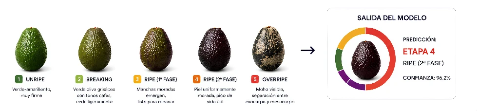 Las 5 etapas de madurez del aguacate Hass y salida del modelo con predicción y nivel de confianza